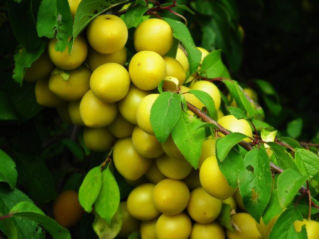 Les Mirabelles : Un Trésor Nutritionnel à Ne Pas Manquer Cette Saison